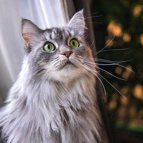Chaser-Maine Coon