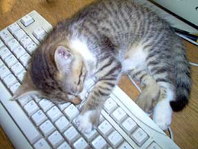 Cat-on-a-keyboard